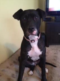 Lacy (WCAC ID: 101890)